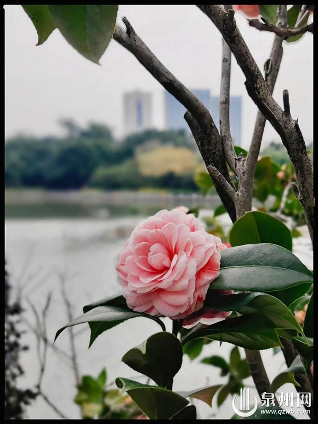 泉州的冬天依然有浪漫花海上线 “冬半如春暖，疏花满路开”