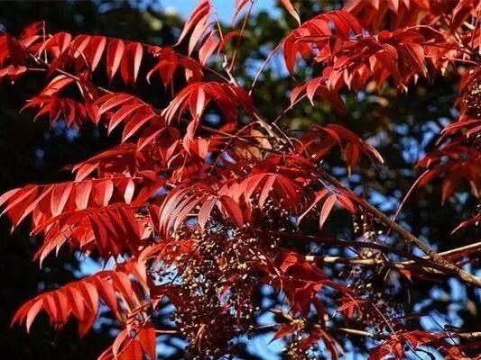 待天晴，看洛阳漫山姹紫嫣红→