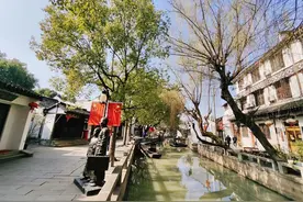 随手拍！一抹绿，“柳”住春色~图片