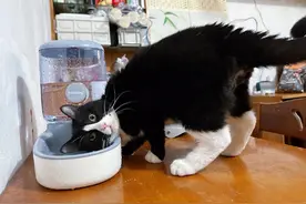 养宠人提前找好临时“保姆”，离过年还有20多天，上门喂宠服务预约有点火图片