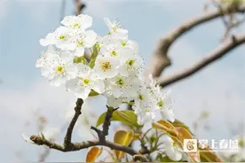 万溪梨花节启幕 呈贡邀你打卡“千树万树梨花开”图片