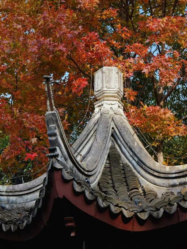 萌度“爆表”！洪堡企鹅最爱的瞻园秋景都在这里→