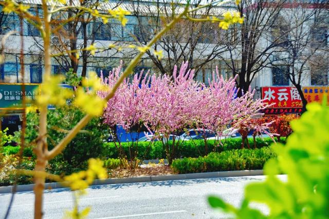 春色满城！定州藏不住的温柔与浪漫