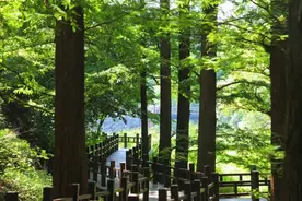 到国家植物园来纳凉！樱桃沟水杉林明起增开喷雾时间图片