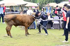 端午来嘉兴，看“中国式斗牛”图片