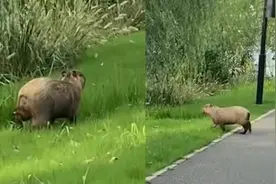 东湖绿道惊现“卡皮巴拉”：评论区网友称疑似附近动物园散养的，附近两家动物园均回应称园区内没有动物丢失