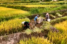 云南红河县：秋色染梯田 开镰收割忙图片