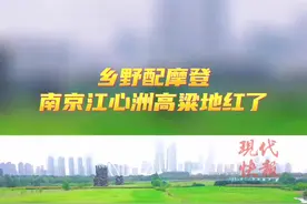 乡野配摩登，南京江心洲高粱地红了图片