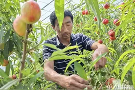 下乡记｜一天5万斤不够卖，平度麻兰油桃迎来大丰收图片