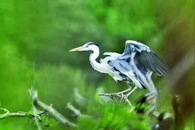 北京密云水库：一泓清水万鸟来图片