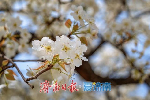 一年四季 泉在济南丨一树梨花一树雪！大明湖梨花进入最佳观赏期
