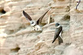 瞧，大桥为燕子“让路”图片