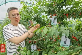 河北海归“新农人”朱海洋：“关与”樱桃的梦，将山海关樱桃带向高端市场图片