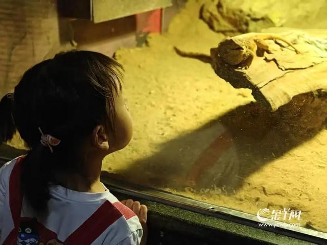 广州动物园首推“海陆空一夜营”，揭秘你没见过的动物王国