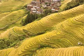 壮观！这是金灿灿的龙脊梯田图片