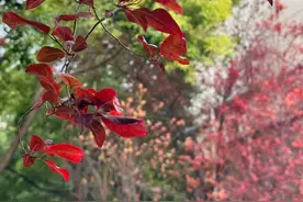 秋冬限定“皮肤”来啦！你拥有了吗？图片