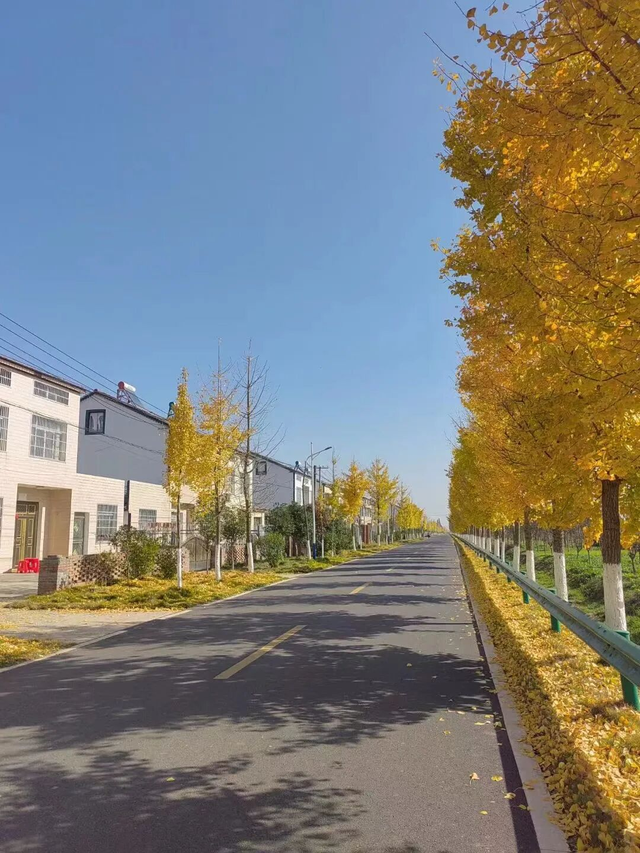 荆州赏秋地图｜不止中心城区！荆州县域秋景图鉴出炉，N个绝美点位等你来打卡！