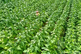 ​黔西锦星镇：绿叶变金叶 “赶烤”正当时图片