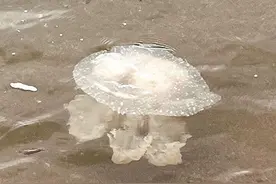 “美丽刺客”频频现身厦门海边，专家提醒：请勿食用或用手触摸！图片