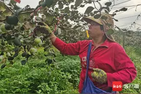 文昌“大昌蜜枣”产销两旺 鼓了农民腰包图片