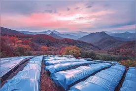 东北山城何以“药济天下”——聚焦中医药现代化的通化实践图片