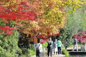 冬日春城色彩缤纷图片