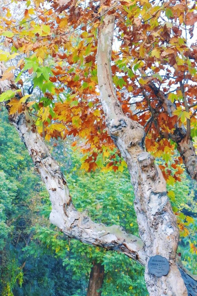 武昌赏秋天花板！这条被推荐100次的山路，迎来最美时刻