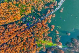 杭州青山湖水上森林公园金黄一片 游客泛舟其间图片