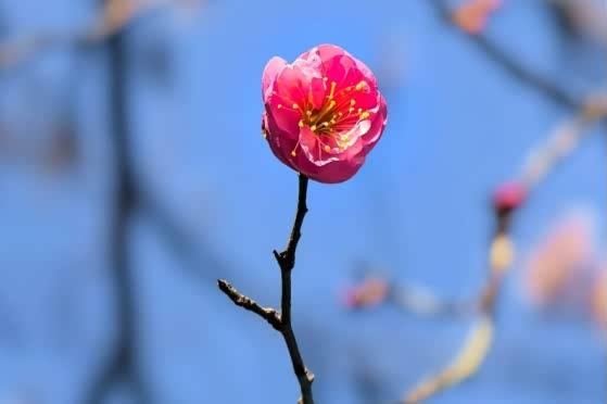 周末赏梅啦！推荐郑州这4个赏梅好去处，公交直达→