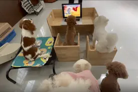 主人送狗狗上“幼儿园”：白天看动画片晚上住包间图片