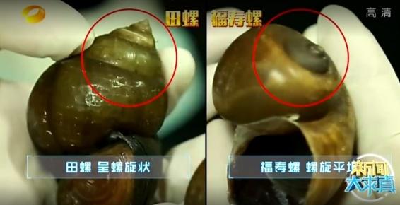 别吃！寄生虫多达上千条！