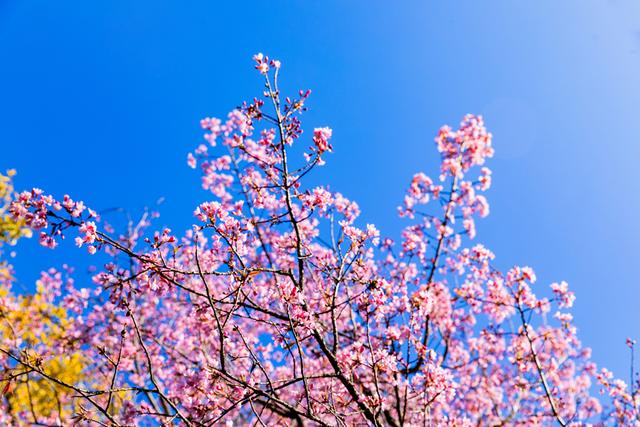 昆明冬樱花粉艳花簇缀满枝头