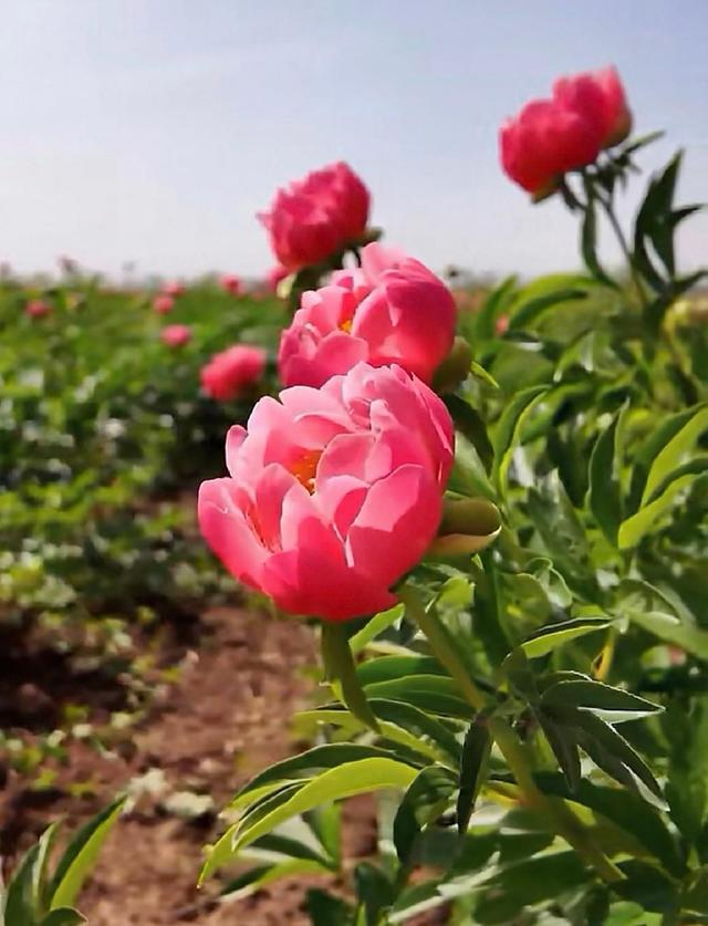 4月下旬至5月中旬，花相接棒花王！菏泽芍药最佳观赏期出炉了！