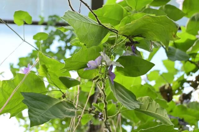太惊喜！北京第一波蜡梅开啦！就在——