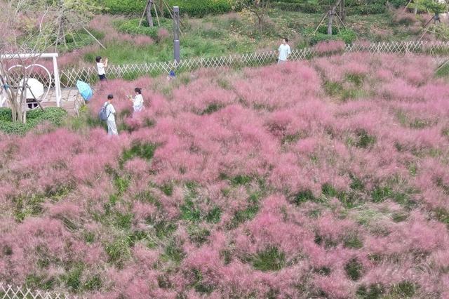 国庆游浮山  粉黛映童趣