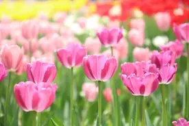 永定河畔“郁”见千亩花海 四方游客共赴浪漫之约图片