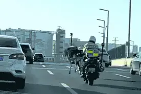 郑州街头狂奔的鸵鸟死亡？主人回应图片