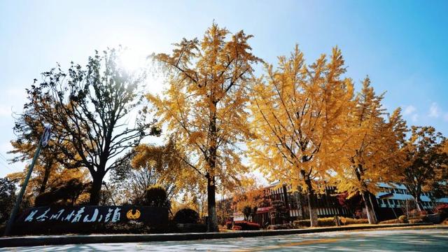 来崇明新海镇，邂逅鎏金般的美好