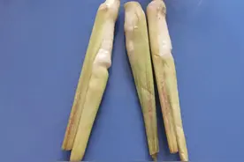 它是蔬菜界的“水中参”，现在正上市！图片