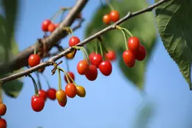 走！到广顺畅享樱桃采摘之旅图片