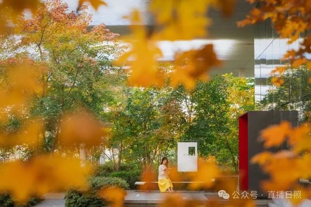 红了！10月下旬至11月上旬，就在日照这里→
