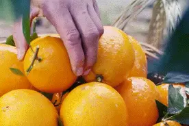 脐橙买卖合同履行中存在违约情形，定金应当如何退还？图片