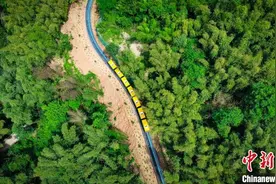 成都：游客乘小火车观竹海美景图片