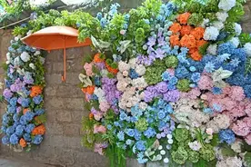 蕉城“花墙秘境”！等你来邂逅~图片