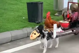 “你再也不是赚钱工具了！”上海女生远赴千里解救，全网心疼的故事有后续了图片