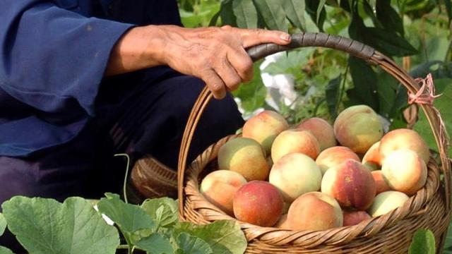 西界岭上的桃，伴我彻夜远行