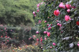 五一赏花出游！湖南省植物园最新游园攻略图片