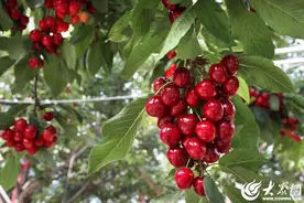 潍坊临朐：万亩樱桃“红透天”图片