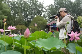 北京荷花文化节开幕，京冀两地300多种荷花莲花池公园争艳图片