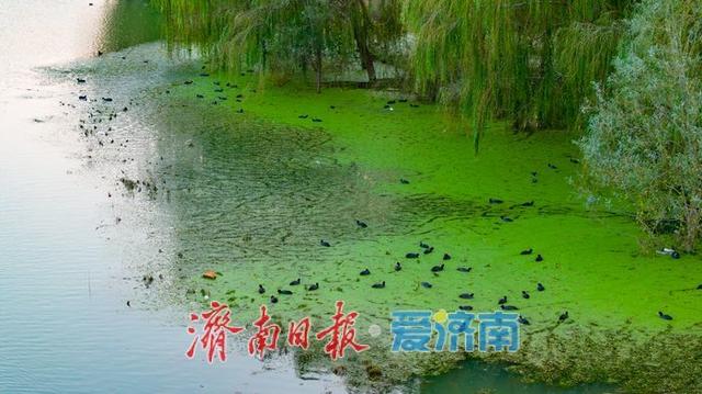 一年四季 泉在济南丨睦里闸迎来“贵客” 上百只白骨顶鸡栖息觅食成生态美景